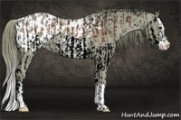 Horse Color:Bay Splash  and Watercolor Liver Chestnut Splash Appaloosa 
