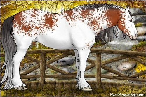 Horse Color:White Spotted Brown 