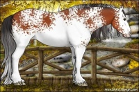 Horse Color:White Spotted Brown 