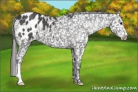 Horse Color:Black Appaloosa 