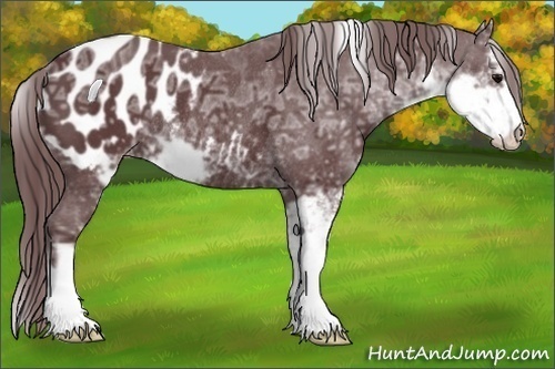 Horse Color:Chocolate Black Ice Sabino Appaloosa Rabicano 
