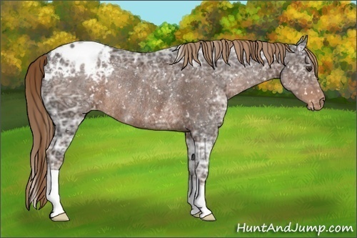 Horse Color:Liver Chestnut Ice Appaloosa Rabicano 