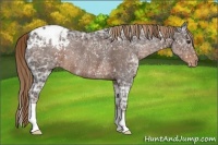 Horse Color:Liver Chestnut Ice Appaloosa Rabicano