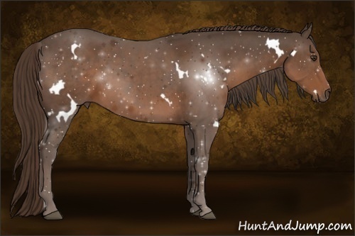 Horse Color:White Spotted Liver Chestnut