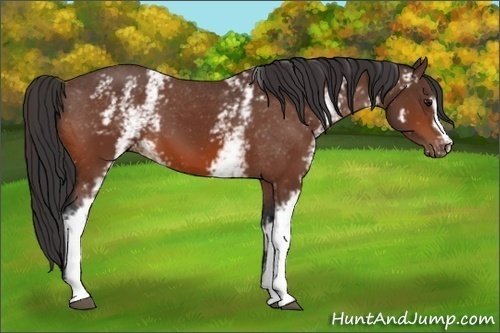 Horse Color:White Spotted Bay Appaloosa 