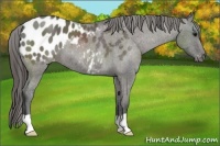 Horse Color:Grullo Appaloosa 