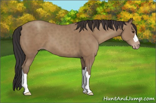 Horse Color:Classic Champagne 