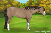 Horse Color:Classic Champagne 