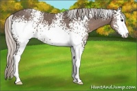 Horse Color:White Spotted Silver Black Sabino 