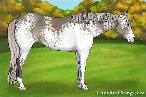 Horse Color:White Spotted Silver Black 