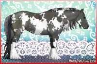 Horse Color:White Spotted Black