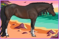 Horse Color:White Spotted Bay Sabino