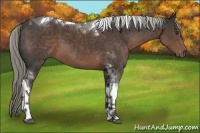 Horse Color:Liver Chestnut Sabino Tobiano 