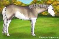Horse Color:Silver Blue Onyx Splash