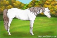 Horse Color:Sable Champagne Dun Frame Near Fewspot