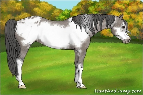Horse Color:Grullo Frame Blanket 