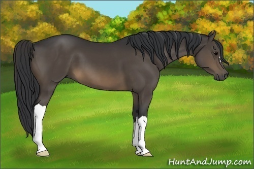 Horse Color:Brown 