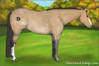 Horse Color:Buckskin 