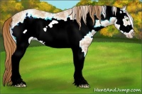 Horse Color:White Spotted Gold Champagne Ice Sabino Frame 