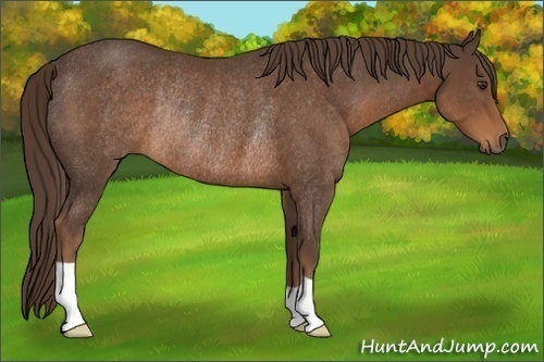 Horse Color:Liver Chestnut Rabicano