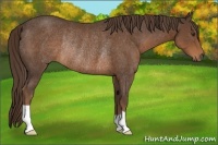 Horse Color:Liver Chestnut Rabicano 