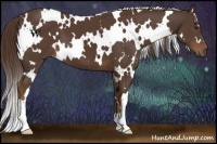 Horse Color:White Spotted Liver Chestnut 