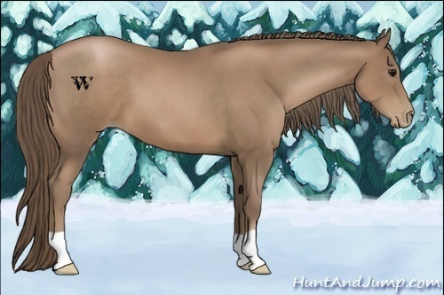 Horse Color:Black Pearl 