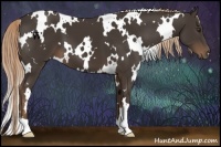 Horse Color:White Spotted Liver Chestnut 