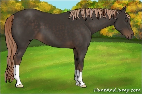 Horse Color:Liver Chestnut 