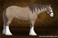 Horse Color:Liver Red Dun Sabino Splash Appaloosa