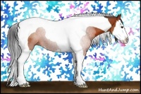 Horse Color:Bay Splash Tobiano