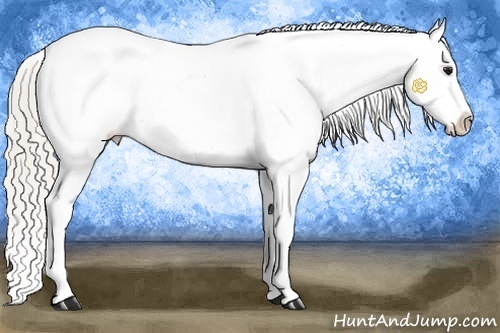 Horse Color:Silver Buckskin Sabino Appaloosa 