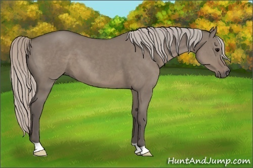 Horse Color:Silver Grullo 