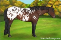 Horse Color:Bay Appaloosa
