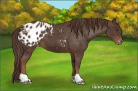 Horse Color:Liver Chestnut Appaloosa 