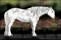 Horse Color:Silver Black Sabino Varnish Rabicano