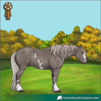 Horse Color:Silver Black Sabino Rabicano 