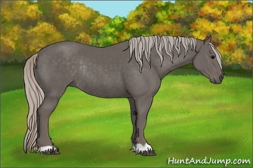 Horse Color:Silver Black Rabicano 