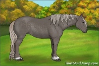 Horse Color:Silver Black Rabicano 
