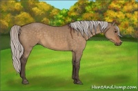 Horse Color:Silver Brown Dun