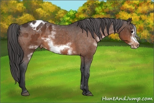 Horse Color:White Spotted Bay Frame Appaloosa 