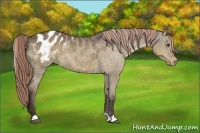 Horse Color:Liver Red Dun Blanket