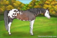 Horse Color:Brown Splash Appaloosa