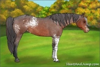 Horse Color:White Spotted Brown Appaloosa