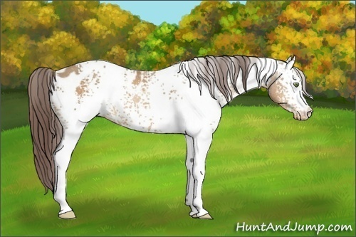Horse Color:White Spotted Amber Champagne Appaloosa