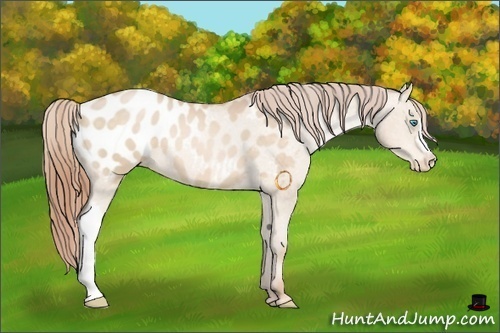 Horse Color:Buckskin Pearl Appaloosa 