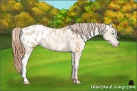 Horse Color:Buckskin Pearl Appaloosa 