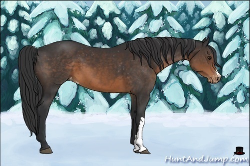 Horse Color:Brown Appaloosa 