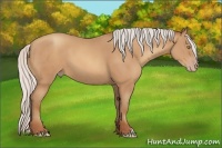 Horse Color:Silver Amber Champagne