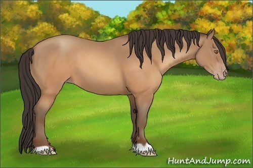 Horse Color:Sable Champagne 